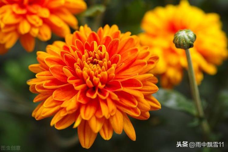 菊花不开花是什么原因「菊花为何不开花原因在这里做好这5点花繁叶茂更鲜艳」