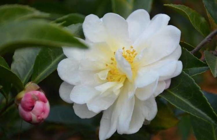 山茶花开花季节是什么时候「山茶花什么时候开花山茶花开花后怎么养护」