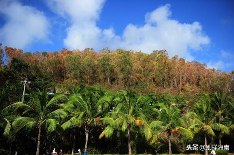 冬天去海南的理由「冬季去海南旅游的10个理由说到第三个我就忍不住了」