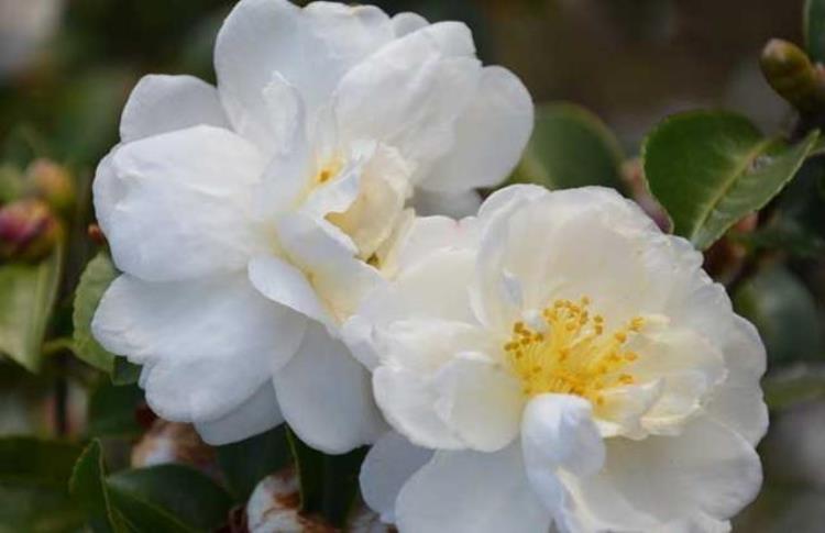 山茶花开花季节是什么时候「山茶花什么时候开花山茶花开花后怎么养护」