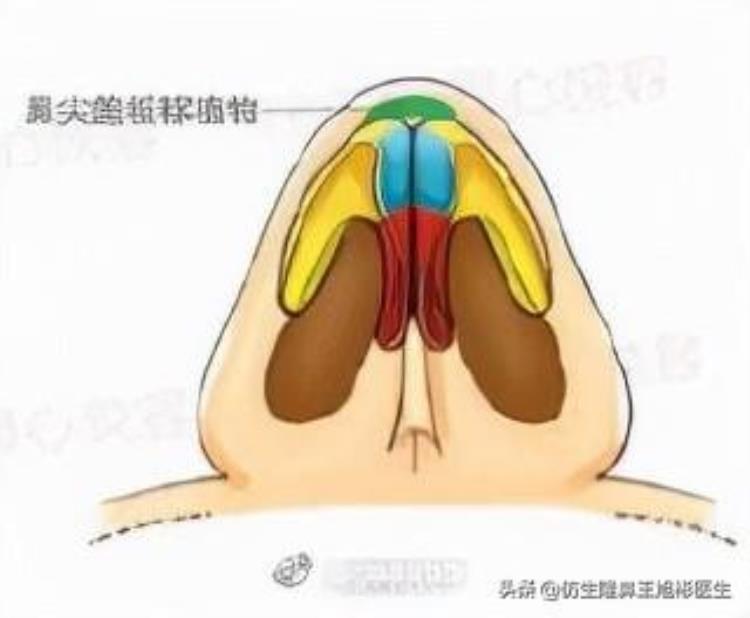 大鼻头缩小的改善原理「大鼻头缩小的改善原理」