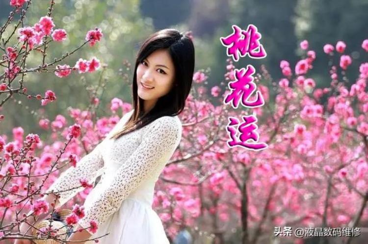 为什么是桃花运而不是梨花运或杏花运「为什么是桃花运而不是梨花运或杏花运」