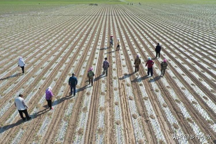 地膜黑色的好还是透明的好「无色透明地膜黑色地膜银灰色地膜哪种地膜效果好别选错了」