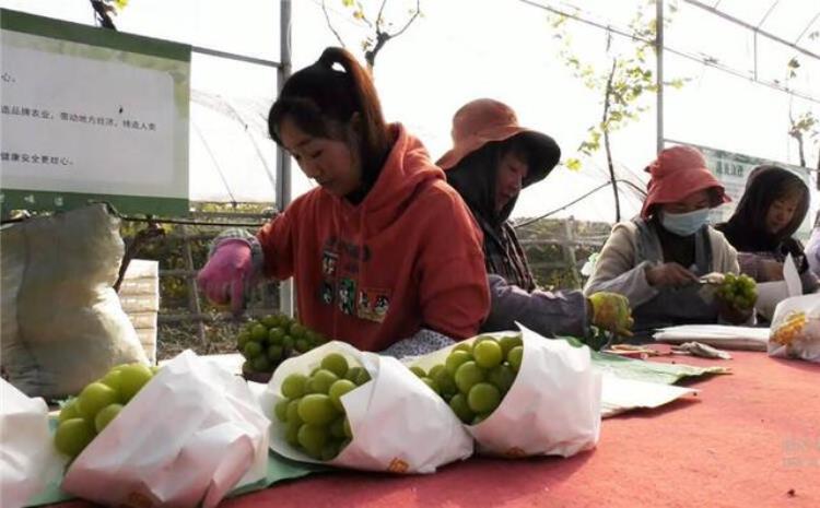 高密农产品「潍坊高密晚熟水果上市走俏全国市场」