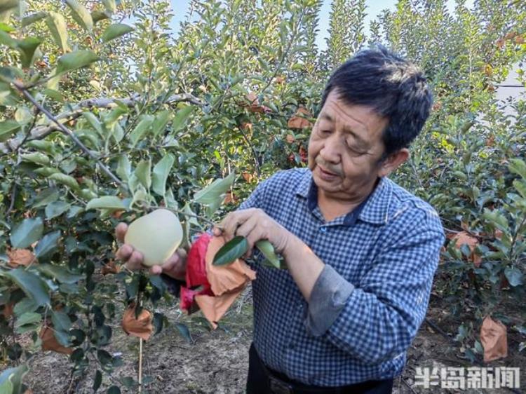 种植大豆有利于苹果园增产的原因「发酵大豆有机肥厂址」