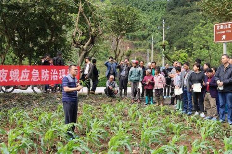 飞蛾入侵「农民小心飞蛾来袭恐跨过长江黄河直达东北如何防控」