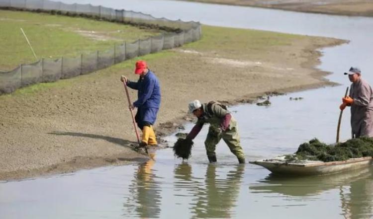 蟹苗下塘上岸什么原因「蟹苗下塘没多久就开始有上岸现象要警惕这3种原因」