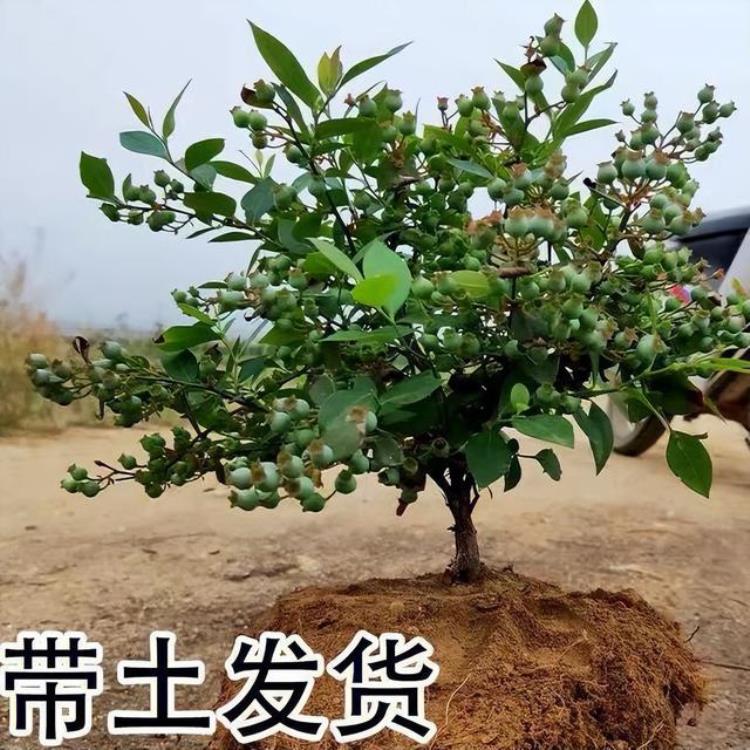 蓝莓适合什么季节种植以及几年才挂果「种植蓝莓的季节是什么时候」