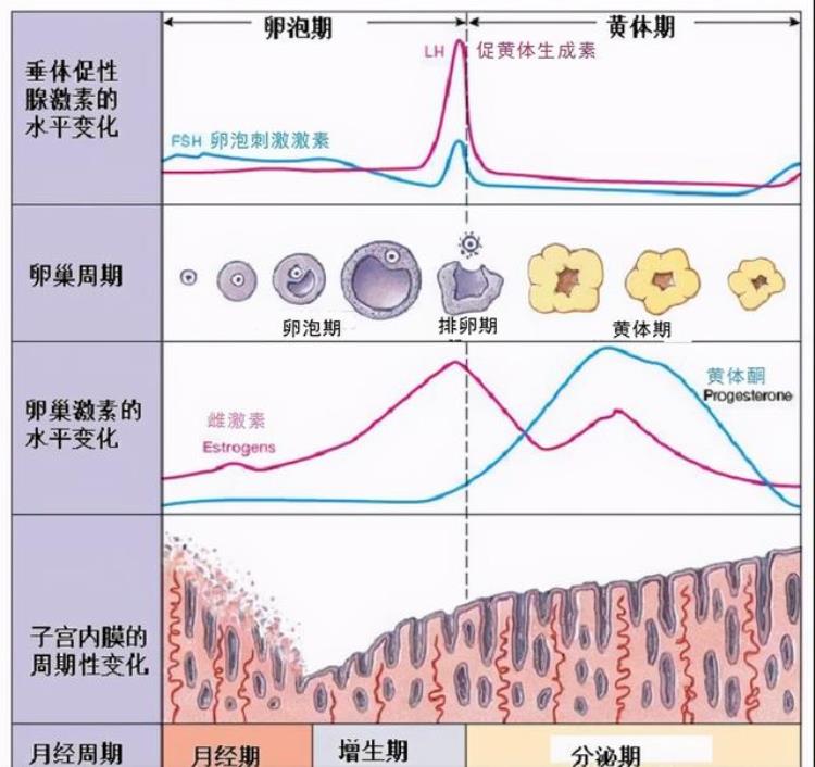 为什么怀孕要从最后一次例假开始算起「为什么怀孕要从最后一次例假开始算起」