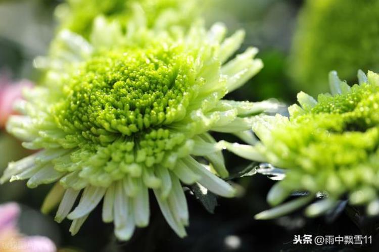 菊花不开花是什么原因「菊花为何不开花原因在这里做好这5点花繁叶茂更鲜艳」