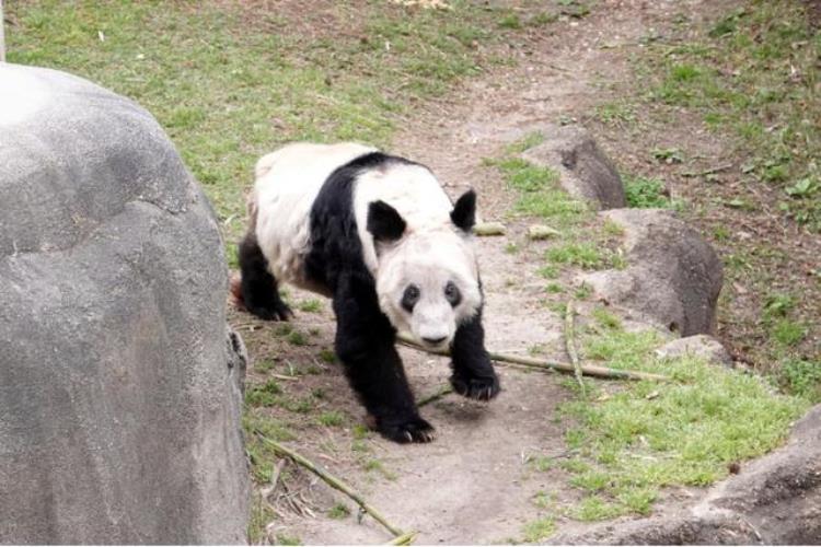 大熊猫丫丫什么时候回国「丫丫即将回国还有7只大熊猫在美国出差最年长的已旅美23年」