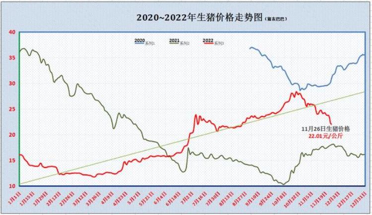 11月26日猪肉价格「猪市摆烂猪价大跌633元猪肉价咋不降11月26日猪价」