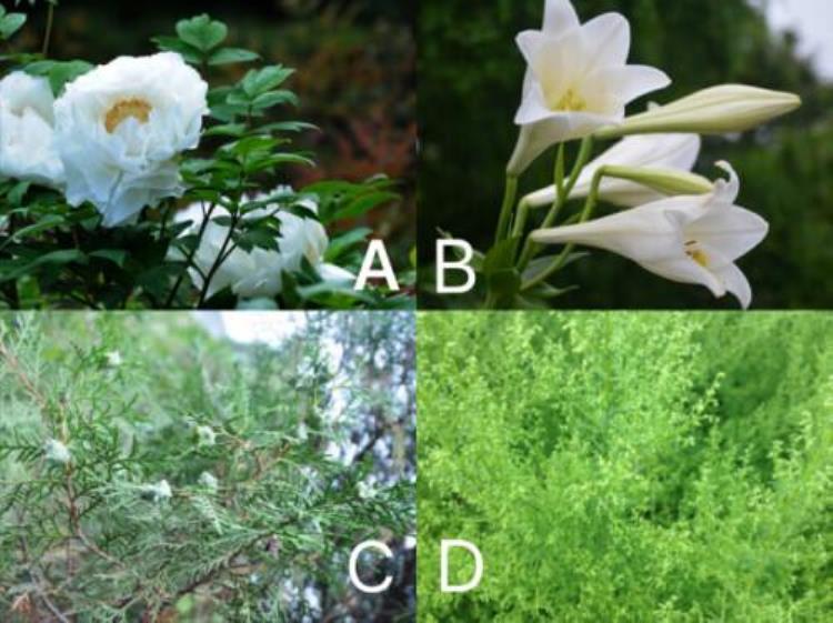 秋季花粉过敏到什么时候会好转「秋天第一回打喷嚏鼻子痒花粉过敏高峰期又来了」