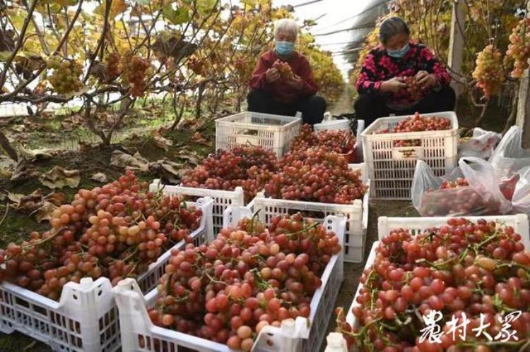 冬季的葡萄「超级小的葡萄很甜是什么品种」