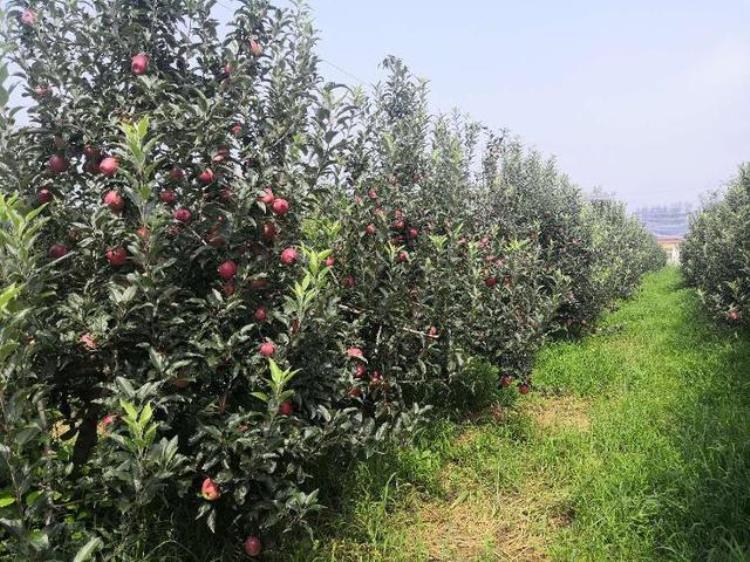 鲁丽苹果品种怎么样「被天价转让的鲁丽苹果咋样了在南方每斤能卖15块钱」