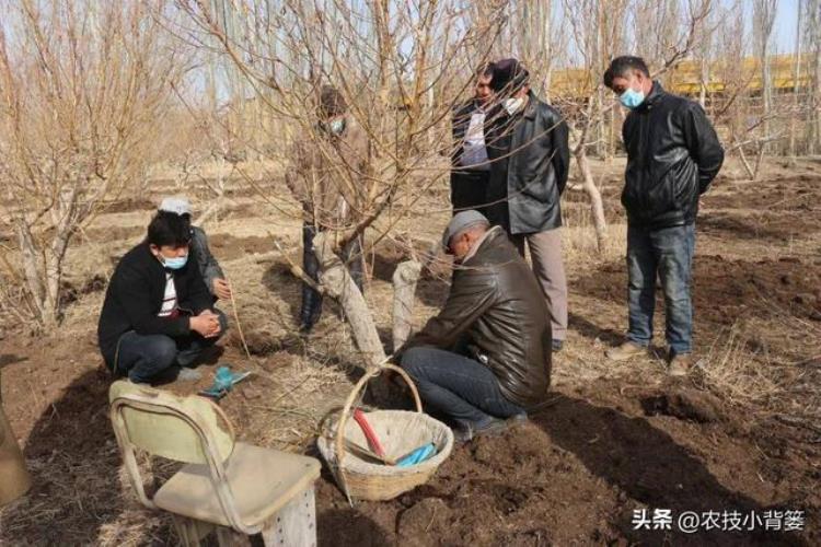 果树流胶病的防治「果树流胶病轻则削弱树势重则枯枝死树果农应该如何综合防治」