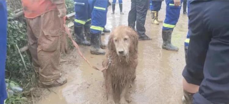 搜救犬退役生活「成功搜救出9名受困群众后8年军龄的搜救犬光荣退役」