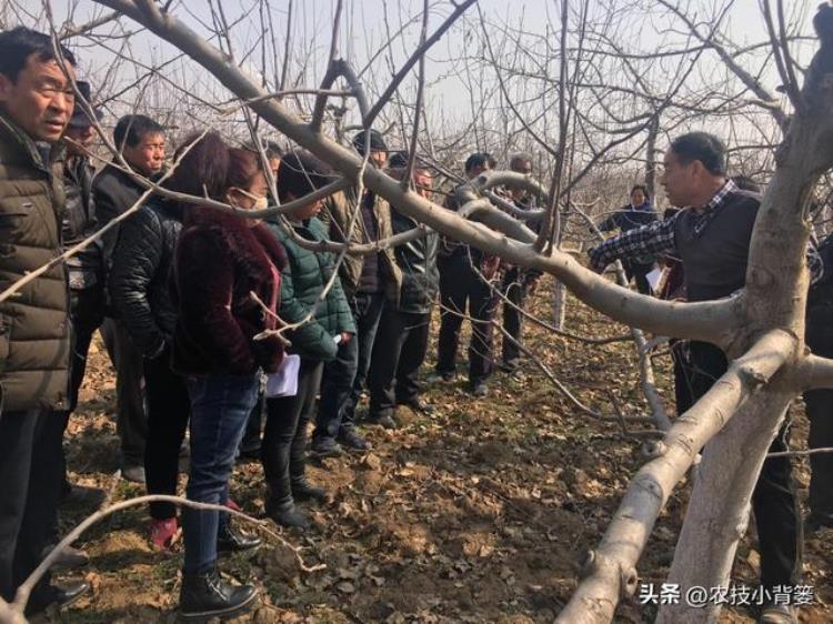 果树流胶病的防治「果树流胶病轻则削弱树势重则枯枝死树果农应该如何综合防治」