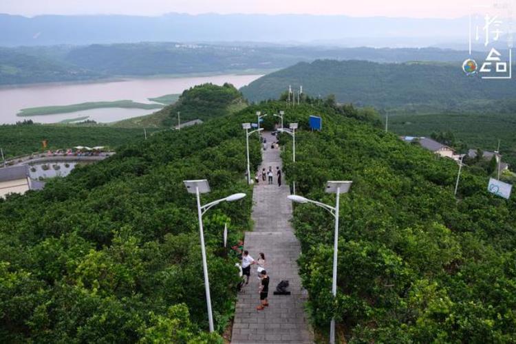 柑橘是什么时候开花结果「从开花到结果柑橘的一生在三峡橘海的同一天被我们遇见」