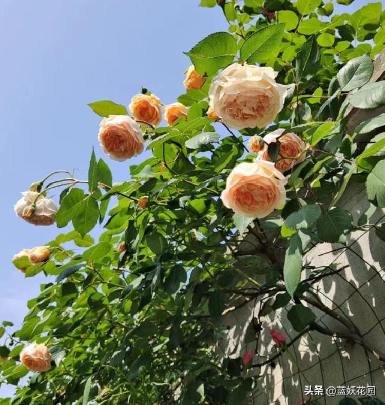 月季在雨季怎么养护「4月多雨期月季养护千万别忽略了这4点否则花朵掉光光」