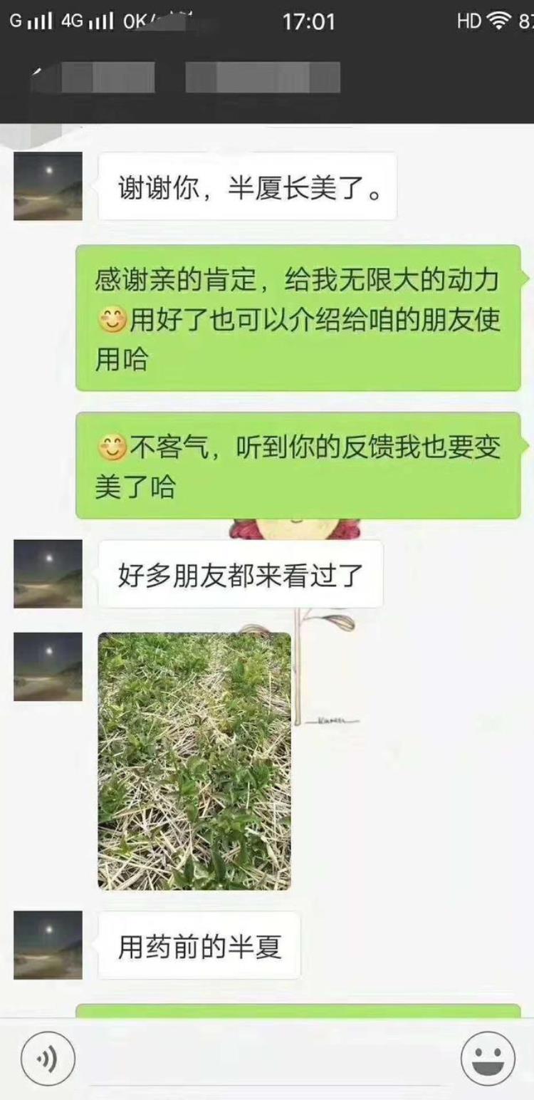 青枯立克的功效「甘肃西和县客户使用青枯立克防治半夏根腐病叶斑病效果案例」