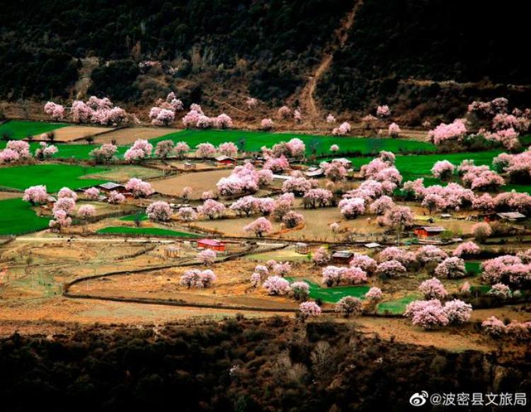 这个春天找人陪你来拉萨看桃花吧是什么歌「这个春天找人陪你来拉萨看桃花吧」