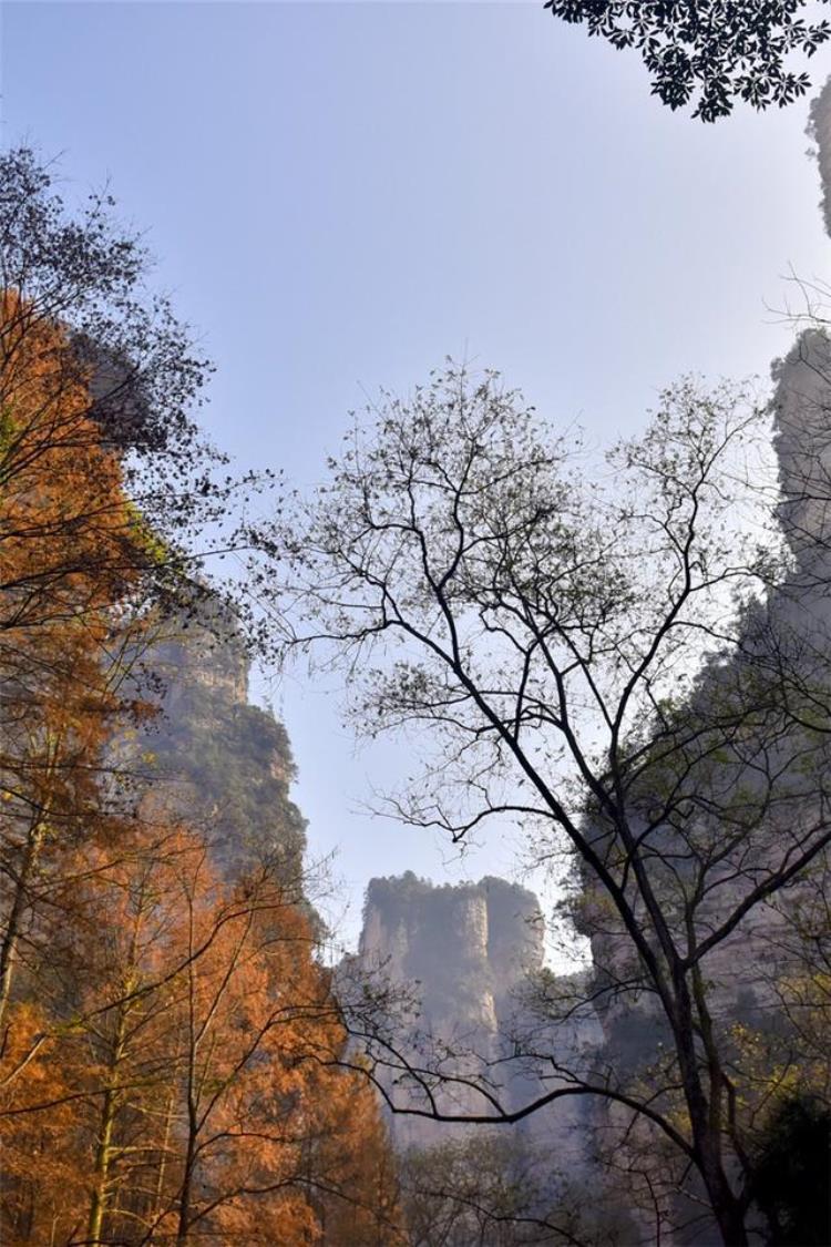 张家界风景壁纸「一份来自张家界的壁纸送给心系山川的你」