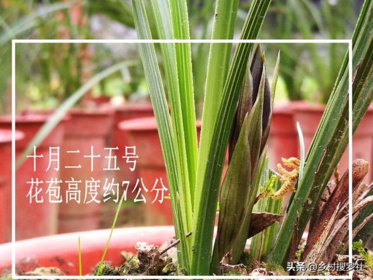 蕙兰秋季怎么样养「秋季种植蕙兰须知花苞长得快并非好事兰友花杆断腰了」