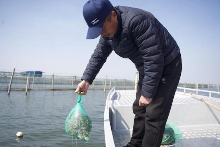 阳澄湖大闸蟹开采时间「春日里的中国阳澄湖大闸蟹放苗鱼米之乡的别样春播」