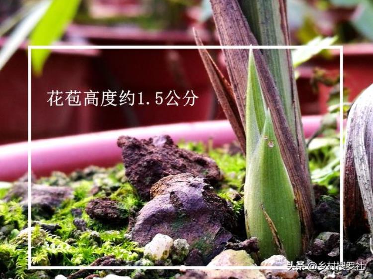 蕙兰秋季怎么样养「秋季种植蕙兰须知花苞长得快并非好事兰友花杆断腰了」