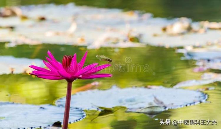 肾越补越虚是什么原因「补肾那点事儿为啥有人越补越虚肾虚到底该如何补回来」