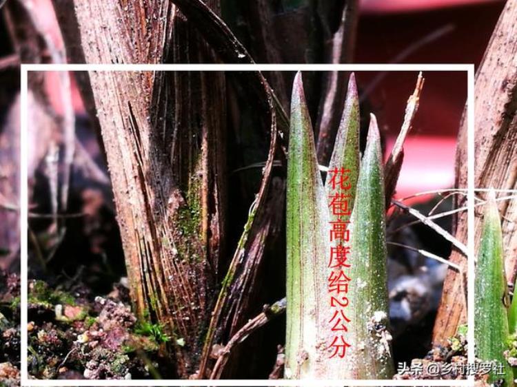 蕙兰秋季怎么样养「秋季种植蕙兰须知花苞长得快并非好事兰友花杆断腰了」