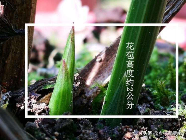 蕙兰秋季怎么样养「秋季种植蕙兰须知花苞长得快并非好事兰友花杆断腰了」