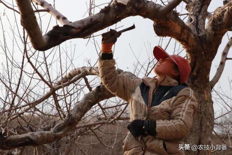 果树流胶病的防治「果树流胶病轻则削弱树势重则枯枝死树果农应该如何综合防治」