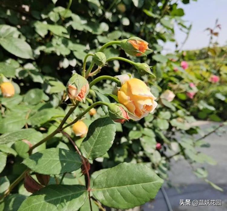 月季在雨季怎么养护「4月多雨期月季养护千万别忽略了这4点否则花朵掉光光」