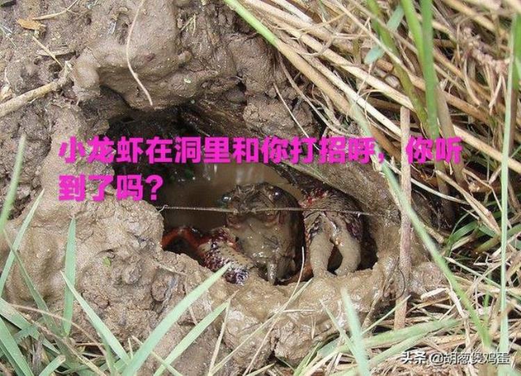 小龙虾什么季节出洞「小龙虾为什么进洞」