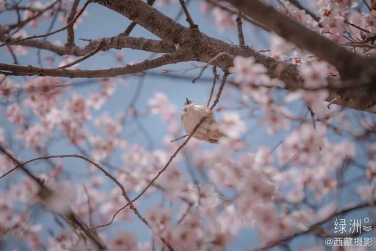 这个春天找人陪你来拉萨看桃花吧是什么歌「这个春天找人陪你来拉萨看桃花吧」