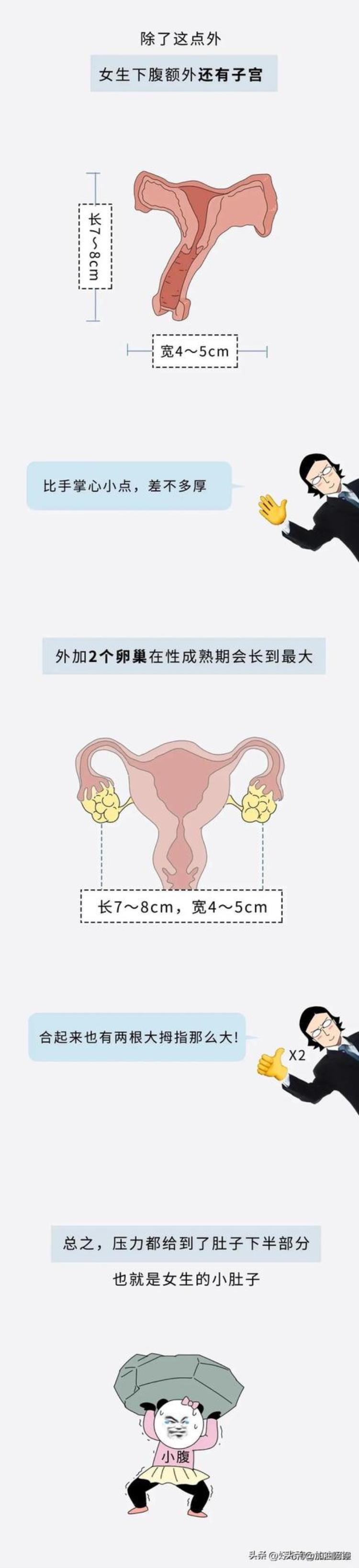 为什么女人的小肚子鼓鼓的「为什么大多数女生的小肚子都是鼓鼓的是什么原因导致的呢」