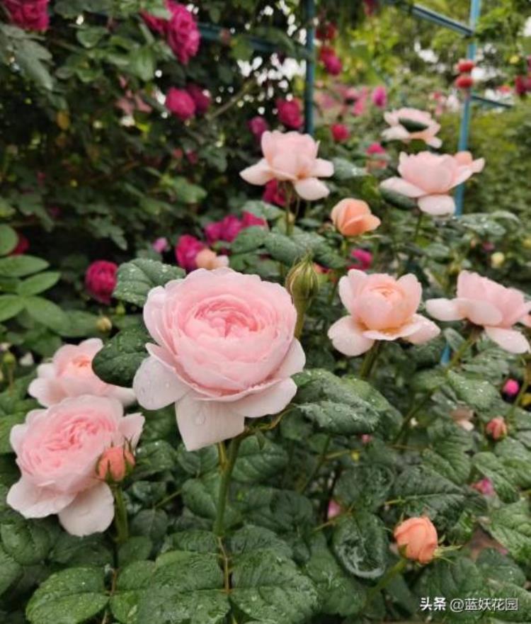 月季在雨季怎么养护「4月多雨期月季养护千万别忽略了这4点否则花朵掉光光」