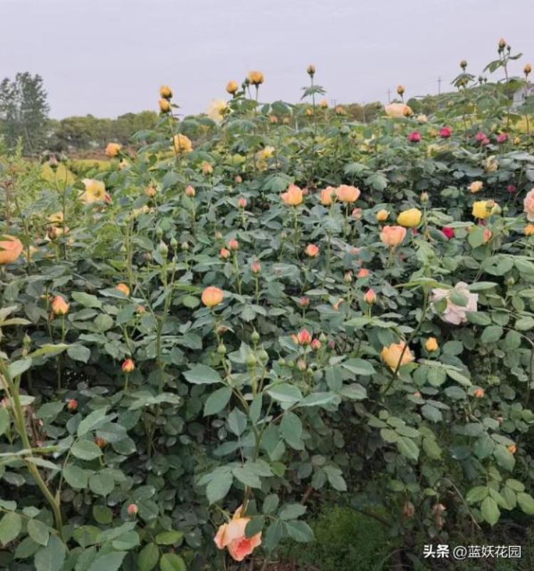 月季在雨季怎么养护「4月多雨期月季养护千万别忽略了这4点否则花朵掉光光」