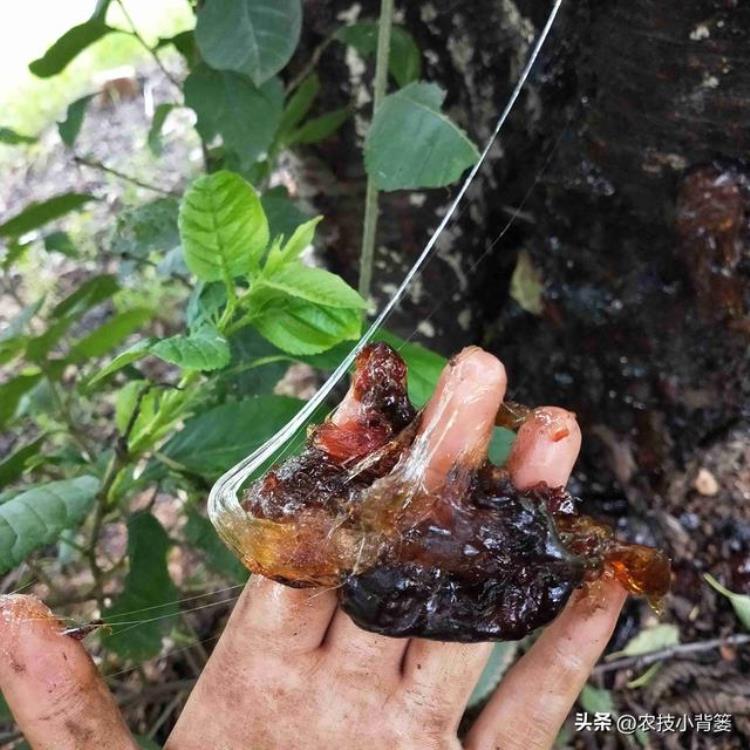 果树流胶病的防治「果树流胶病轻则削弱树势重则枯枝死树果农应该如何综合防治」