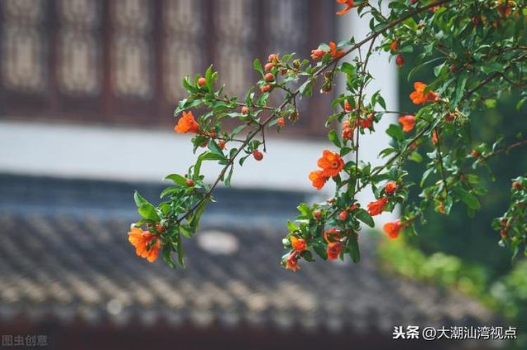 花卉的潮汕话怎么讲「花草里的潮汕习俗」