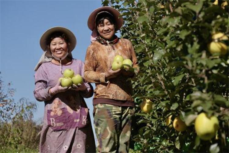 昆企引入产业导师打造苹果品牌废弃矿山种出科技果