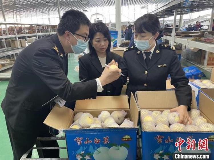 甘肃苹果销售「甘肃苹果抢鲜续拓海外市场出口越南订单排至5月底」