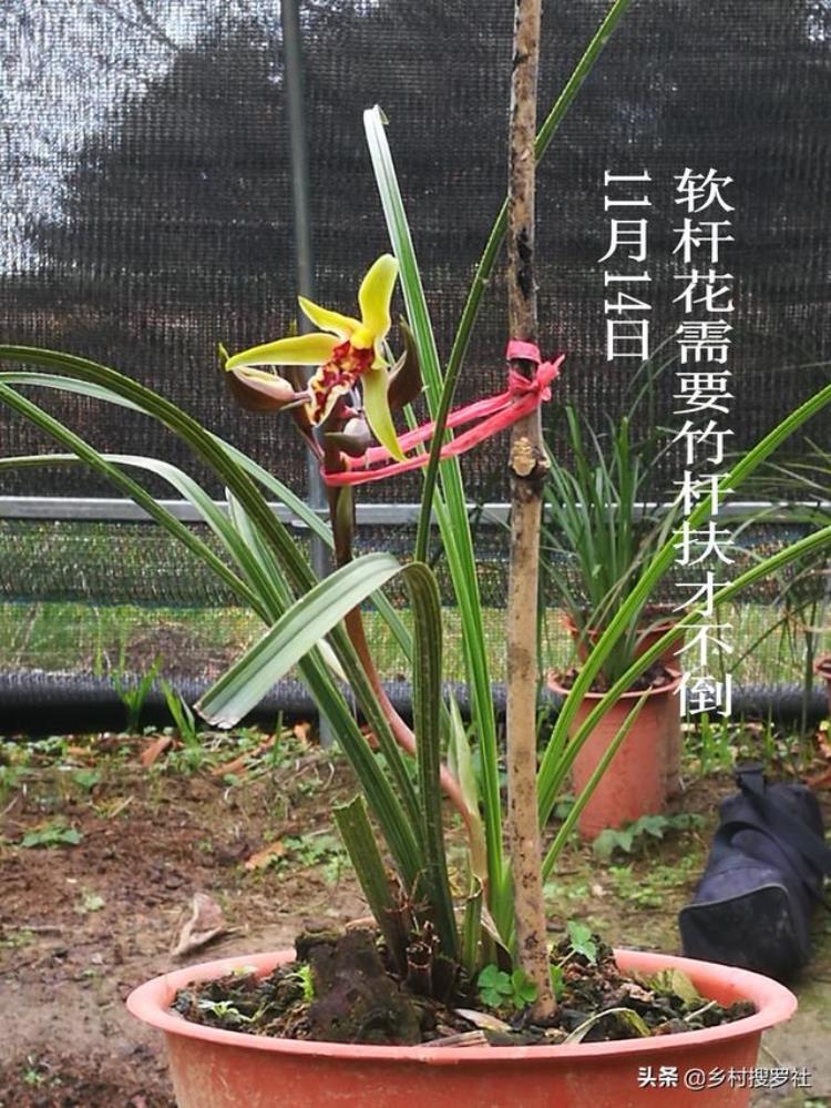 蕙兰秋季怎么样养「秋季种植蕙兰须知花苞长得快并非好事兰友花杆断腰了」