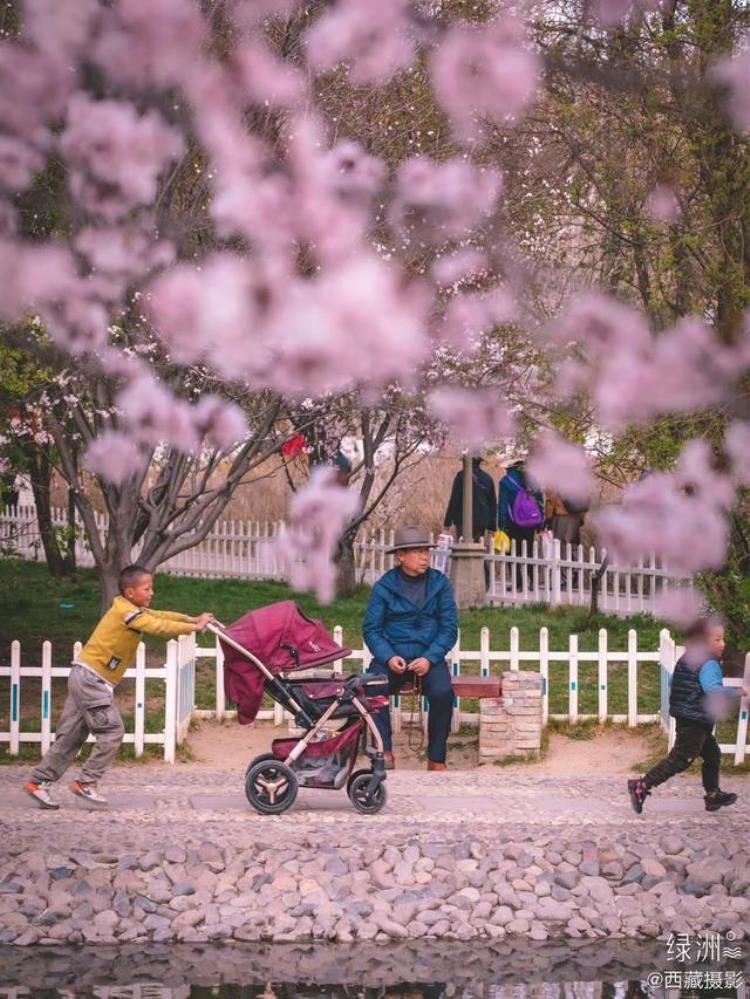 这个春天找人陪你来拉萨看桃花吧是什么歌「这个春天找人陪你来拉萨看桃花吧」