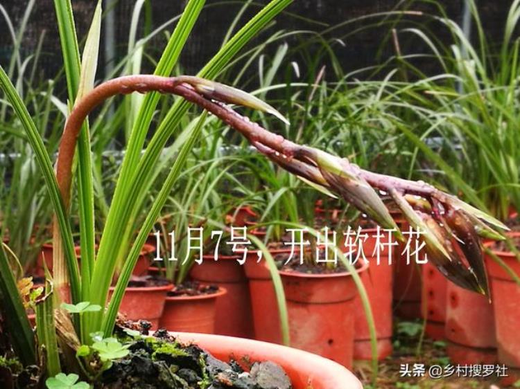 蕙兰秋季怎么样养「秋季种植蕙兰须知花苞长得快并非好事兰友花杆断腰了」