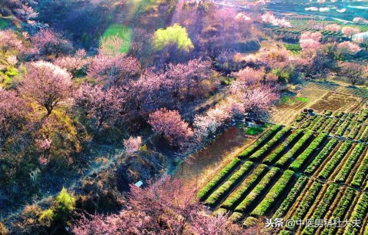 精索静脉曲张中医能治好吗「精索静脉曲张中医能治好吗」