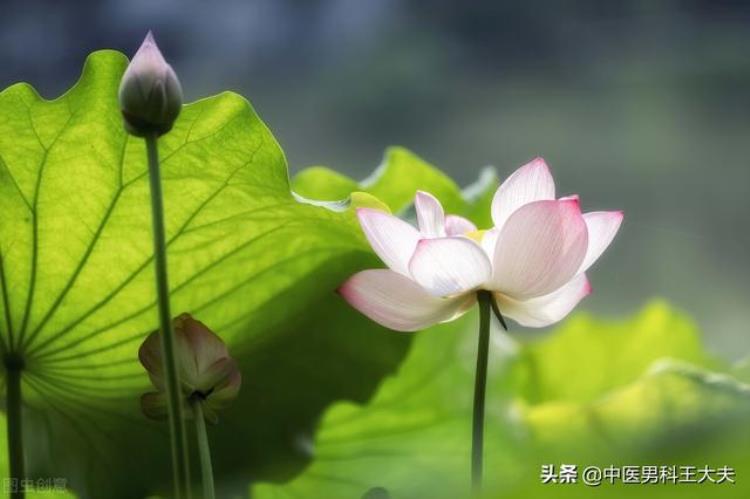 肾越补越虚是什么原因「补肾那点事儿为啥有人越补越虚肾虚到底该如何补回来」