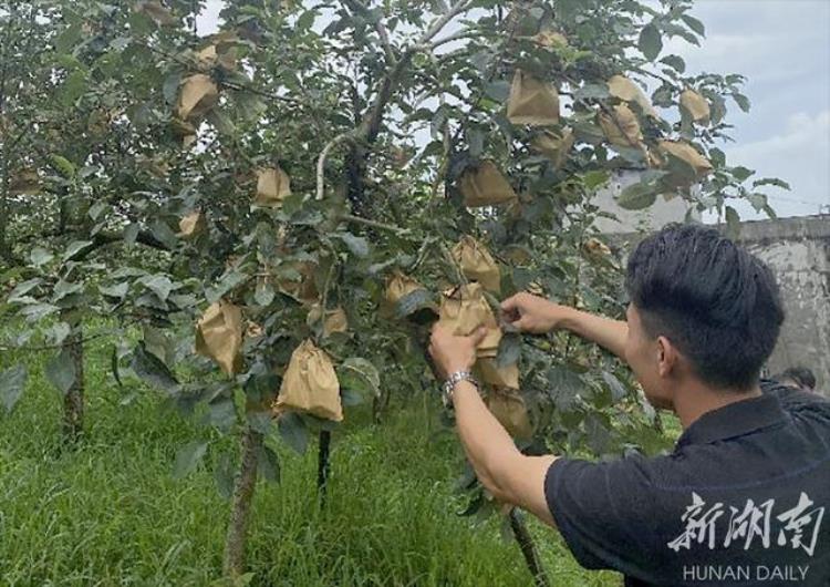 南方苹果好吃吗「农技随访护航南方苹果新品上市」